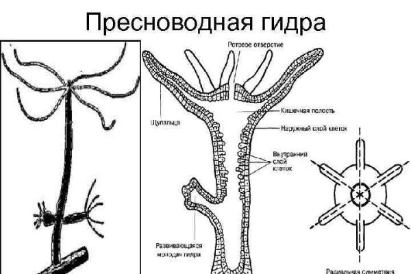 Кракен ат сайт