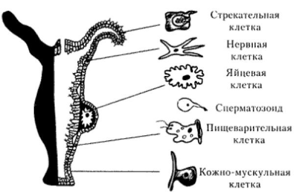 Ссылка на кракен onion kraken dark link